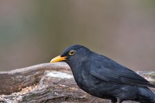 DSC_4497.jpg