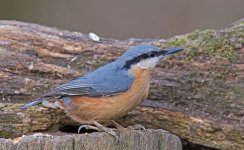 DSC_4518.jpg