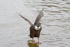DSC_4611.jpg