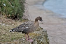 DSC_4629.jpg