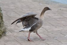 DSC_4632.jpg