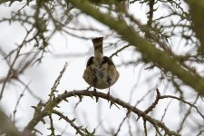 DSC_4574.jpg