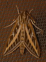 Moth.jpg