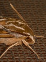 Moth3.jpg