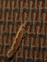 Moth2.jpg