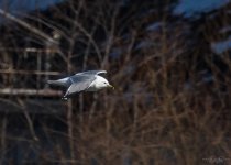 Day 64 of 365-2015-7810.jpg