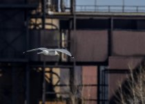Day 64 of 365-2015-7828.jpg