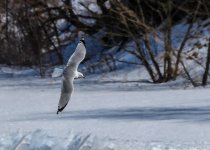 Day 64 of 365-2015-7829.jpg
