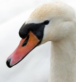 DSC_4666.jpg