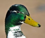 DSC_4716.jpg