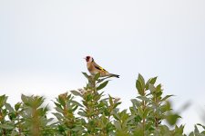 DSC_46511.jpg