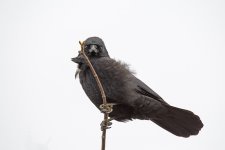 DSC_4668.jpg