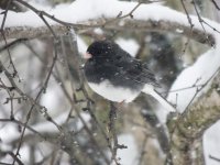 DSCN9008.jpg
