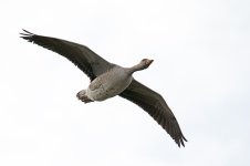 DSC_4694.jpg