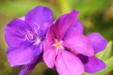 15A_9481_webshot.jpg