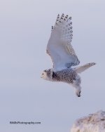 P3060033-2.jpg