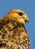 DHP_2254-2.jpg