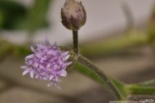 FSC_5151.jpg