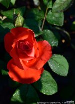 FSC_5251.jpg
