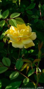 FSC_5252.jpg