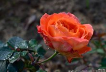 FSC_5259.jpg