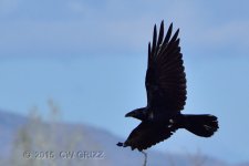 crow1_2-28-15cr.jpg
