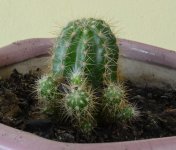 cactus.jpg