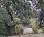 DSC_4806.jpg