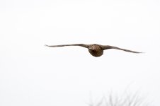 DSC_4752.jpg