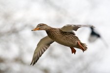 DSC_4769.jpg