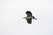 DSC_4740.jpg