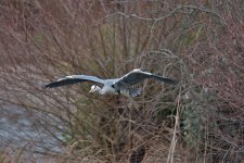 DSC_4746.jpg