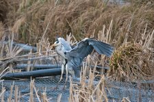 DSC_4750.jpg