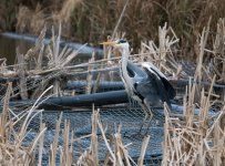 DSC_4751.jpg