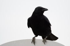 DSC_47791.jpg