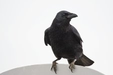 DSC_4779.jpg