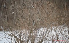 DSC_3250.jpg