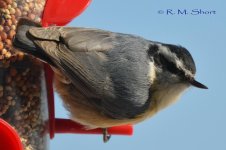 DSC_4358.jpg