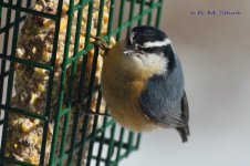 DSC_4397.jpg