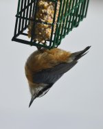 DSC_4340.jpg