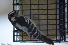 DSC_7728.jpg