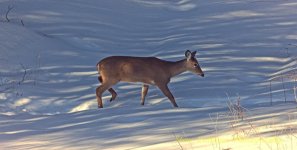 Deer3003.jpg
