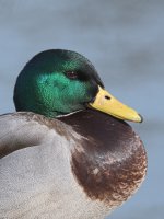 DSC_5221.jpg