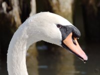 DSC_5237.jpg