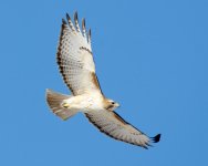 GoldRedFlight 310.jpg