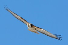 GoldRedFlight 311.jpg