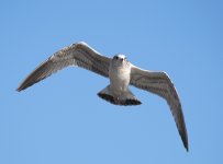 DSC_5485.jpg