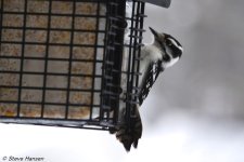DSC_7791.jpg