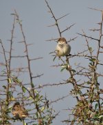 DSC_4866.jpg
