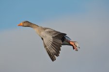 DSC_4826.jpg
